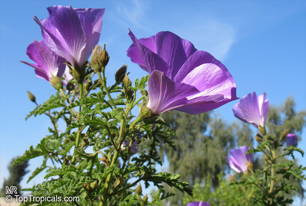 Hibiscus