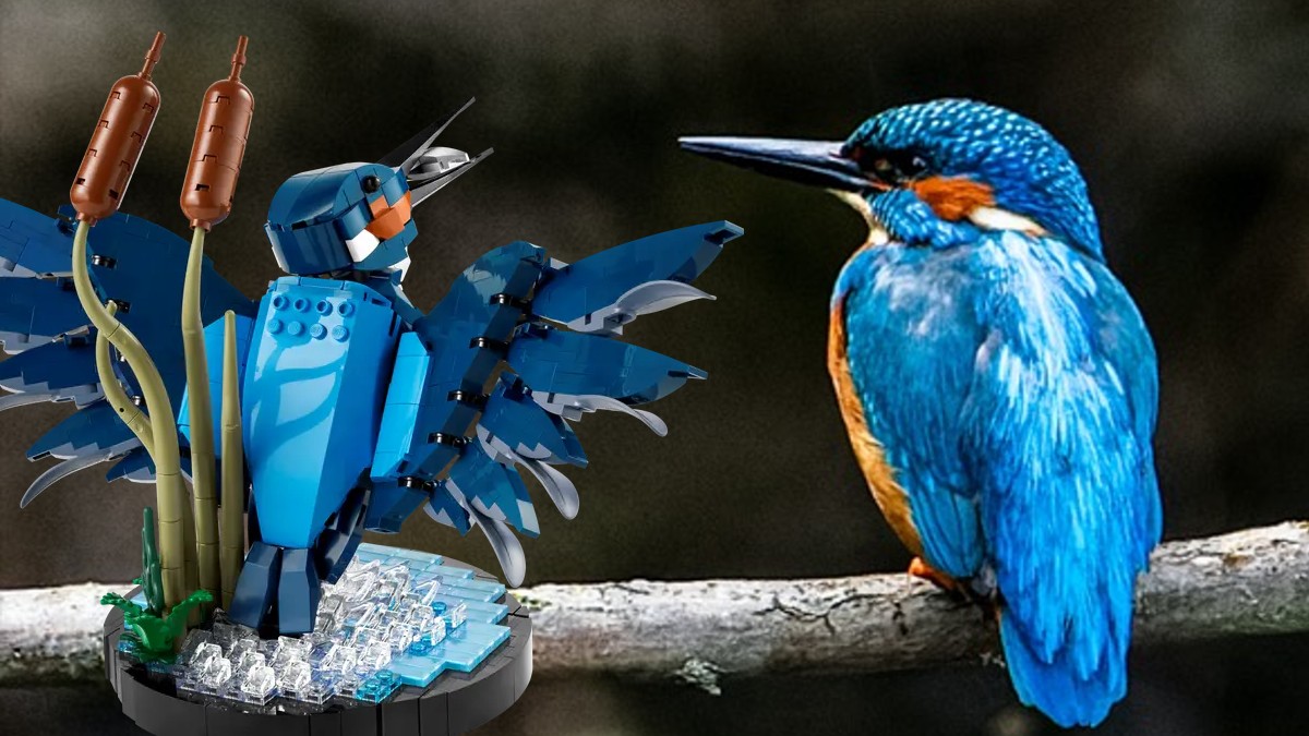 Comparing LEGO Icons 10331 Kingfisher to its real-life counterpart